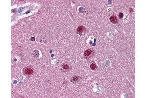 Anti-NR1D1 antibody IHC of human brain, cortex. (NR1D1 抗体  (AA 1-615))