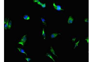 Immunofluorescent analysis of Hela cells using ABIN7169300 at dilution of 1: 100 and Alexa Fluor 488-congugated AffiniPure Goat Anti-Rabbit IgG(H+L) (PGAM5 抗体  (AA 30-223))