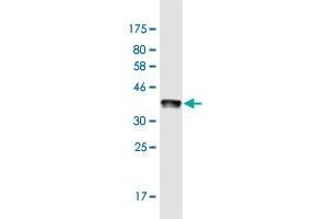 Western Blot detection against Immunogen (36. (Myosin VI 抗体  (AA 1188-1285))