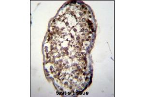 UCK2 Antibody (C-term) (ABIN391287 and ABIN2841329) immunohistochemistry analysis in formalin fixed and paraffin embedded human testis tissue followed by peroxidase conjugation of the secondary antibody and DAB staining. (UCK2 抗体  (C-Term))