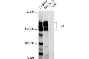 Western blot analysis of extracts of various cell lines, using Ret antibody (ABIN7269925) at 1:1000 dilution.