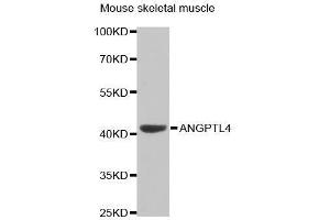 Western Blotting (WB) image for anti-Angiopoietin-Like 4 (ANGPTL4) (AA 26-406) antibody (ABIN3015827) (ANGPTL4 抗体  (AA 26-406))
