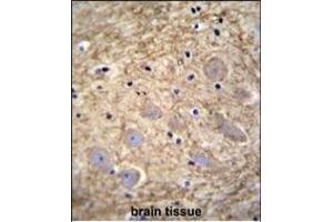 PCDHGA1 Antibody (Center) (ABIN655609 and ABIN2845092) immunohistochemistry analysis in formalin fixed and paraffin embedded human brain tissue followed by peroxidase conjugation of the secondary antibody and DAB staining. (PCDHGA1 抗体  (AA 287-315))