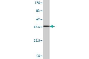 Western Blot detection against Immunogen (47. (EXOSC1 抗体  (AA 1-195))