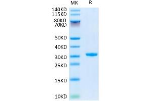 Human CD24 on Tris-Bis PAGE under reduced conditions.