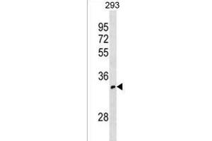 OR52I1 Antibody (C-term) (ABIN1536853 and ABIN2838245) western blot analysis in 293 cell line lysates (35 μg/lane). (OR52I1 抗体  (C-Term))