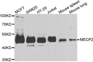 Western blot analysis of extracts of various cell lines, using MECP2 antibody (ABIN5973330) at 1/1000 dilution. (MECP2 抗体)