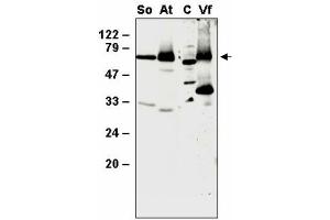 Western blot analysis of thylakoid proteins from Spinacia olearcea (So), Arabidopsis thaliana (At), Vicia faba (Vf) and the whole cellular proteins from Chlamydomonas (C) with anti- SppA1 (SppA1 抗体)