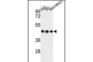 Western blot analysis of G Antibody (C-term) (ABIN652835 and ABIN2842544) in K562, 293, MDA-M cell line lysates (35 μg/lane). (GPA33 抗体  (C-Term))