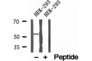 Western blot analysis of extracts of HEK-293 cells, using BCS1L antibody. (BCS1L 抗体  (Internal Region))