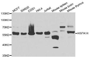 Western blot analysis of extracts of various cell lines, using HSPA14 antibody. (HSPA14 抗体  (AA 240-509))