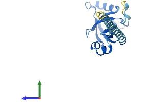 Protein Structure (PS) image for Core-Binding Factor, beta Subunit (CBFB) (AA 1-182) protein (His tag) (ABIN7550641)