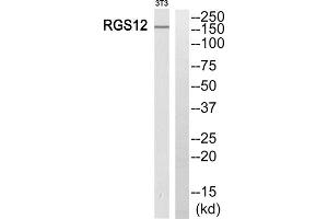 Western blot analysis of extracts from 3T3 cells, using RGS12 antibody. (RGS12 抗体  (N-Term))