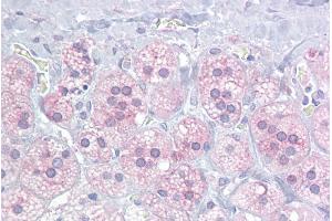 Immunohistochemistry (IHC) image for anti-Nuclear Receptor Subfamily 5, Group A, Member 1 (NR5A1) (Middle Region) antibody (ABIN2782282)