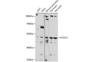 Western blot analysis of extracts of various cell lines, using DCDC2 antibody (ABIN7266841) at 1:1000 dilution. (DCDC2 抗体  (AA 1-250))