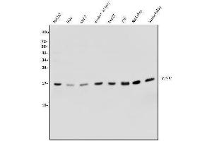 Western blot analysis of CISD2 using anti-CISD2 antibody (ABIN7602010).