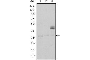 Western Blotting (WB) image for anti-CD1a (CD1a) antibody (ABIN969017)