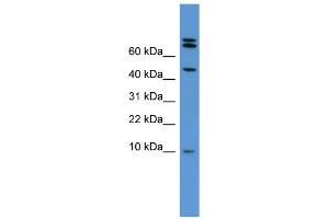 WB Suggested Anti-Bmp2 Antibody Titration:  0. (BMP2 抗体  (Middle Region))