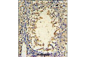 IMP3 Antibody IHC analysis in formalin fixed and paraffin embedded mouse testis tissue followed by peroxidase conjugation of the secondary antibody and DAB staining. (IMP3 抗体  (C-Term))