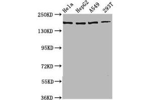 Western Blot Positive WB detected in: Hela whole cell lysate, HepG2 whole cell lysate, A549 whole cell lysate, 293T whole cell lysate All lanes: HECW2 antibody at 3. (HECW2 抗体  (AA 495-641))