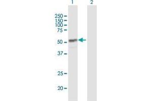 Western Blot analysis of CYP4Z1 expression in transfected 293T cell line by CYP4Z1 MaxPab polyclonal antibody. (CYP4Z1 抗体  (AA 1-505))
