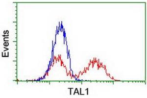 HEK293T cells transfected with either RC222628 overexpress plasmid (Red) or empty vector control plasmid (Blue) were immunostained by anti-TAL1 antibody (ABIN2455268), and then analyzed by flow cytometry. (TAL1 抗体)