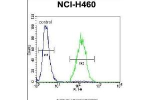ARL17P1 Antibody (Center) (ABIN655544 and ABIN2845053) flow cytometric analysis of NCI- cells (right histogram) compared to a negative control cell (left histogram). (ARL17A 抗体  (AA 102-130))