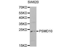 Western blot analysis of extracts of SW620 cell lines, using PSMD10 antibody. (PSMD10 抗体  (AA 1-226))