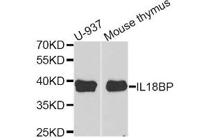 Western blot analysis of extracts of U937 and mouse thymus cell lines, using IL18BP antibody. (IL18BP 抗体)