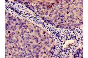 Immunohistochemistry (IHC) image for anti-Indoleamine 2,3-Dioxygenase 1 (IDO1) (AA 1-403) antibody (ABIN7156207)