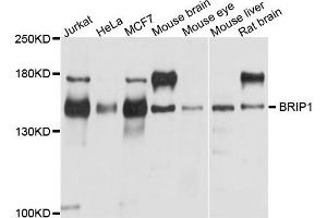 Western blot analysis of extracts of various cells, using BRIP1 antibody. (BRIP1 抗体)