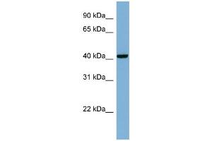 WB Suggested Anti-PLEKHA9 Antibody Titration: 0. (PLEKHA9 抗体  (Middle Region))