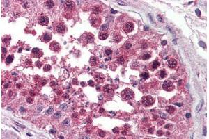 Anti-NPSR1 antibody  ABIN1049119 IHC staining of human testis. (NPSR1 抗体  (Extracellular Domain))