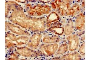 Immunohistochemistry of paraffin-embedded human kidney tissue using ABIN7157046 at dilution of 1:100 (IREB2 抗体  (AA 107-216))