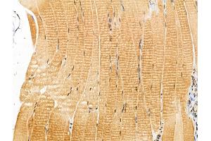 ABIN7094382 and ABIN7098429 at 1/100 staining Rat muscle tissue by IHC-P. (NAP1L4 抗体  (Internal Region))
