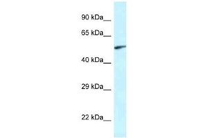 Western Blot showing Eya2 antibody used at a concentration of 1. (EYA2 抗体  (Middle Region))