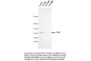 Image no. 1 for anti-E2F-Associated Phosphoprotein (N-Term) antibody (ABIN1042590) (EAPP 抗体  (N-Term))