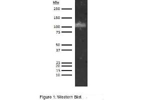Immunofluorescence (IF) image for anti-ADAM Metallopeptidase with Thrombospondin Type 1 Motif, 13 (ADAMTS13) antibody (Biotin) (ABIN5566848)