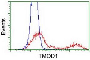 HEK293T cells transfected with either RC201134 overexpress plasmid (Red) or empty vector control plasmid (Blue) were immunostained by anti-TMOD1 antibody (ABIN2454779), and then analyzed by flow cytometry. (Tropomodulin 1 抗体)