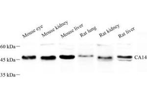 Western blot analysis of CA14 (ABIN7073311) at dilution of 1: 500 (CA14 抗体)
