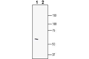 Western blot analysis of mouse brain membranes:1. (LRRTM2 抗体  (Extracellular))