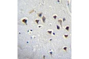Immunohistochemistry analysis in formalin fixed and paraffin embedded human brain tissue reacted with NMDA Receptor 2A Antibody (Center) followed by peroxidase conjugation of the secondary antibody and DAB staining. (NMDAR2A 抗体  (Middle Region))