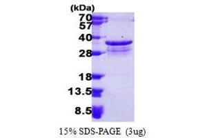 SDS-PAGE (SDS) image for Proteasome (Prosome, Macropain) Inhibitor Subunit 1 (PI31) (PSMF1) (AA 1-271) protein (His tag) (ABIN666623) (PSMF1 Protein (AA 1-271) (His tag))