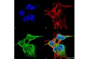 Immunocytochemistry/Immunofluorescence analysis using Mouse Anti-FGFA/FHFA (pan) Monoclonal Antibody, Clone S235-22 . (FGF13 抗体  (AA 2-18) (PE))