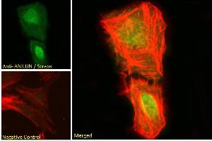 ABIN185086 Immunofluorescence analysis of paraformaldehyde fixed U2OS cells, permeabilized with 0. (Anillin 抗体  (C-Term))