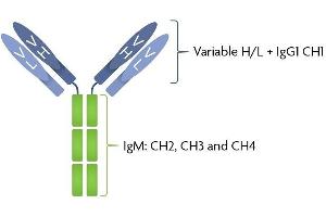 SARS-CoV-2 Spike IgG/IgM antibody structure Patient serum IgG was sequenced and expressed as a chimeric full-length human immunoglobulin in mammalian 293 cells. (Recombinant SARS-CoV-2 Spike IgG/IgM 抗体)