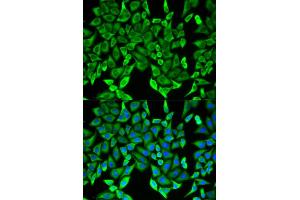 Immunofluorescence (IF) image for anti-Myelin Oligodendrocyte Glycoprotein (MOG) antibody (ABIN1876541) (MOG 抗体)
