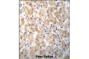 PABPN1L Antibody immunohistochemistry analysis in formalin fixed and paraffin embedded human liver tissue followed by peroxidase conjugation of the secondary antibody and DAB staining. (PABPN1L 抗体  (AA 166-194))