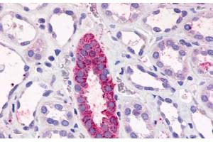 Anti-TAAR6 antibody  ABIN1049385 IHC staining of human kidney, renal tubules. (TAAR6 抗体  (C-Term))
