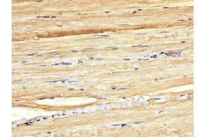 IHC image of ABIN7165118 diluted at 1:300 and staining in paraffin-embedded human skeletal muscle tissue performed on a Leica BondTM system. (BORA 抗体  (AA 178-312))